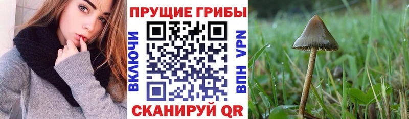 OMG ссылка Кинель Псилоцибиновые грибы мухоморы даркнет клад что такое
